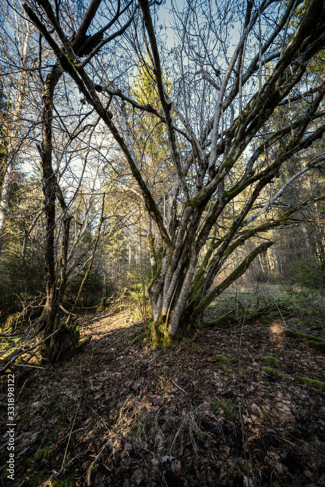 Fototapeta premium spring forest with green moss and sunshine rays