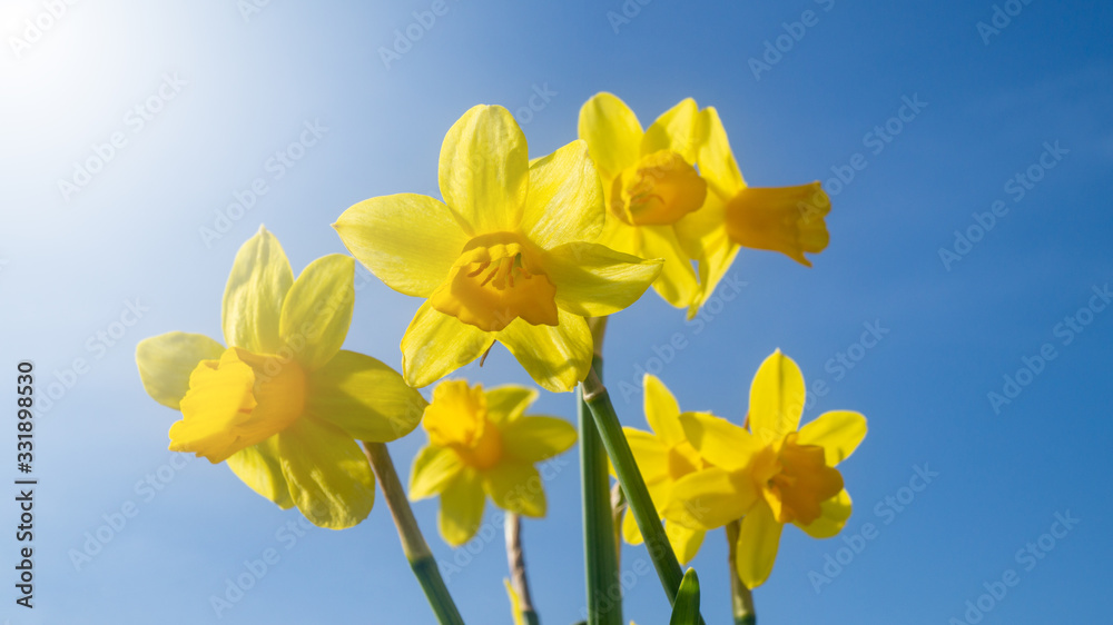 Frühlingsblumen im Sonnenlicht vor blauem Himmel Frühlingsblumen im Sonnenlicht vor blauem Himmel