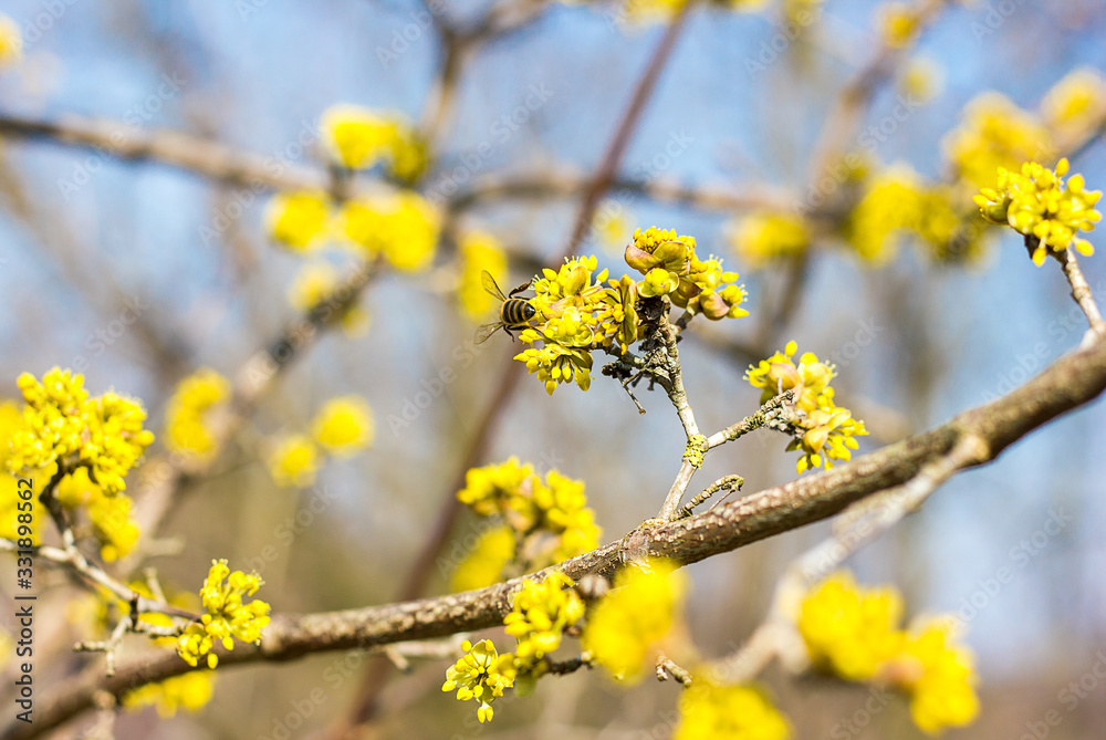 Honey bee collects nectar on yellow flowers, pollination of spring flowers on a tree, blue sky through the branches of trees on a bright sunny day, selective focus Honey bee collects nectar on yellow flowers, pollination of spring flowers on a tree, blue sky through the branches of trees on a bright sunny day, selective focus