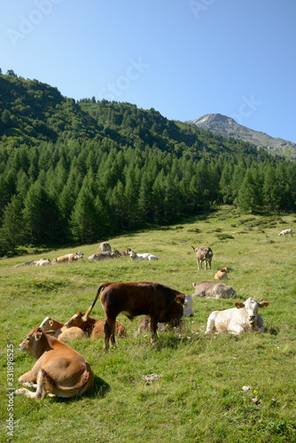 vaches laitières en Suisse 