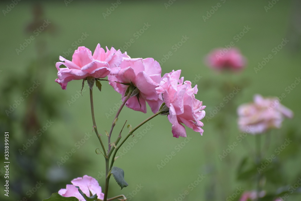 pink flowers in garden pink flowers in garden
