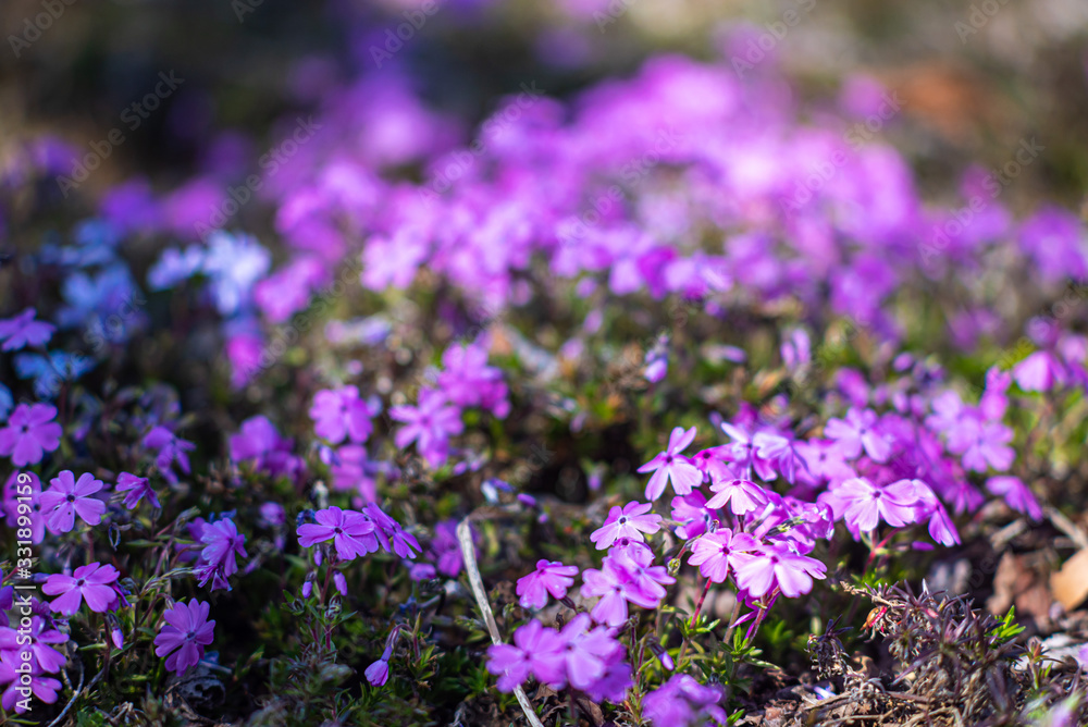 Obraz premium 芝桜