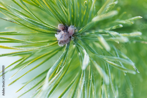 Close up of christas tree photo