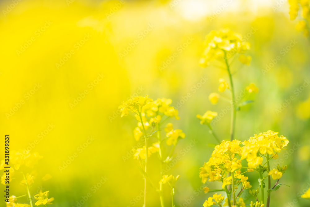 菜の花 菜の花