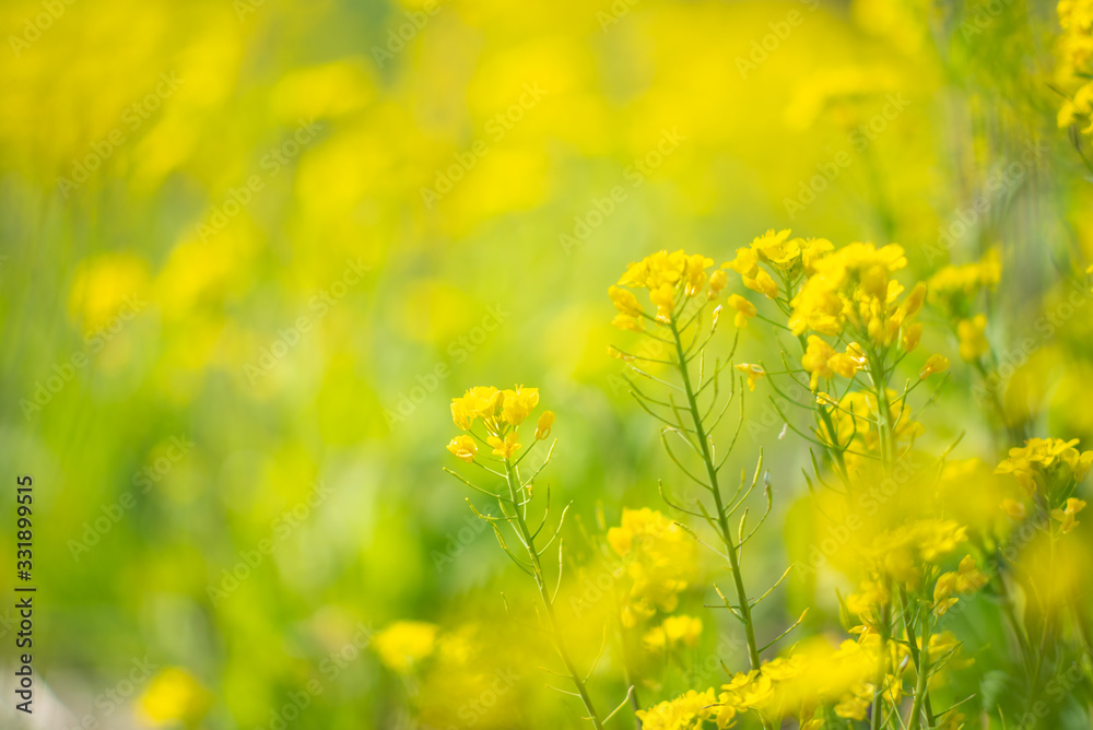 菜の花 菜の花