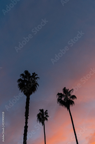 silhouette three palm trees during colorful sunset in Spain © Maksymilian