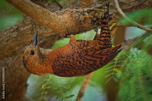 Rufous Woodpecker  - Micropternus (Celeus, Picus) brachyurus brown woodpecker found in South and Southeast Asia, short-billed, foraging on small insects, particularly ants and termites photo