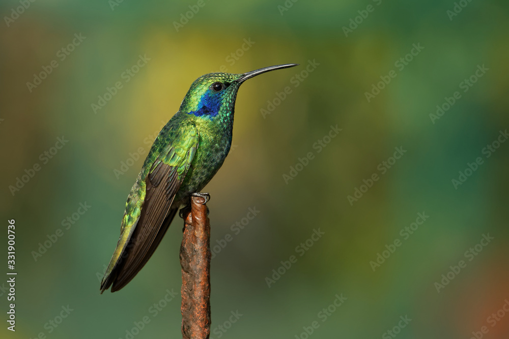 Fototapeta premium Lesser Violetear - Colibri cyanotus - mountain violet-ear, metallic green hummingbird species commonly found from Costa Rica to northern South America. Formerly named the Green Violetear