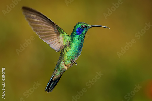 Lesser Violetear - Colibri cyanotus - mountain violet-ear, metallic green hummingbird species commonly found from Costa Rica to northern South America. Formerly named the Green Violetear
