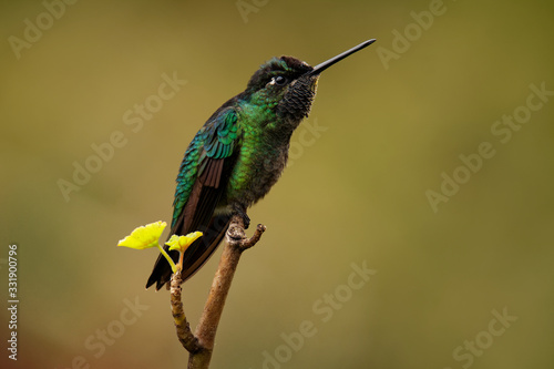 Fiery-throated Hummingbird - Panterpe insignis medium-sized hummingbird breeds only in the mountains of Costa Rica and Panama. Beautiful colourful green and blue and orange bird