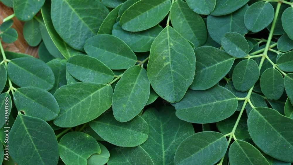 My Movie Close-up of Moringa leaves