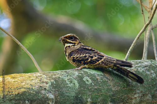 Large-tailed Nightjar - Caprimulgus macrurus nightjar in the family Caprimulgidae, found along the southern Himalayan foothills, eastern South Asia, Southeast Asia and northern Australia photo
