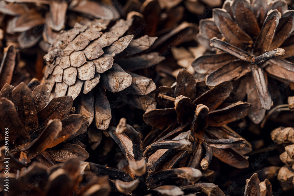 macro photography of a bunch of cones macro photography of a bunch of cones