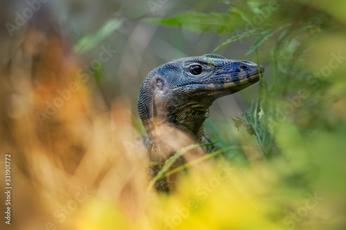 Asian water monitor - Varanus salvator also common water monitor, large varanid lizard native to South and Southeast Asia (kabaragoya, two-banded monitor, rice lizard, ring lizard, plain lizard © phototrip.cz