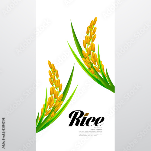 Premium Rice great quality design concept  vector.