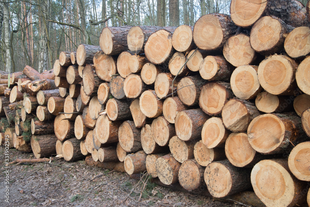 cut pine logs in forest