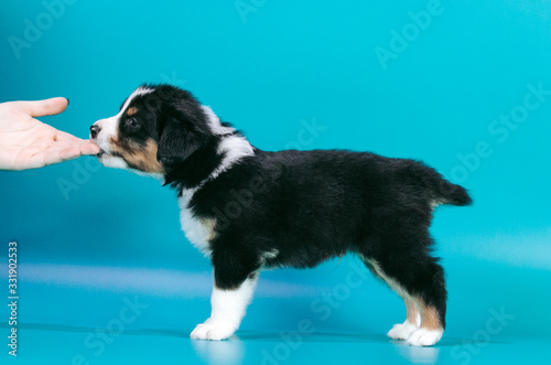 Australian shepherd puppy posing in the studio. Beautiful young aussie baby in blue background. 