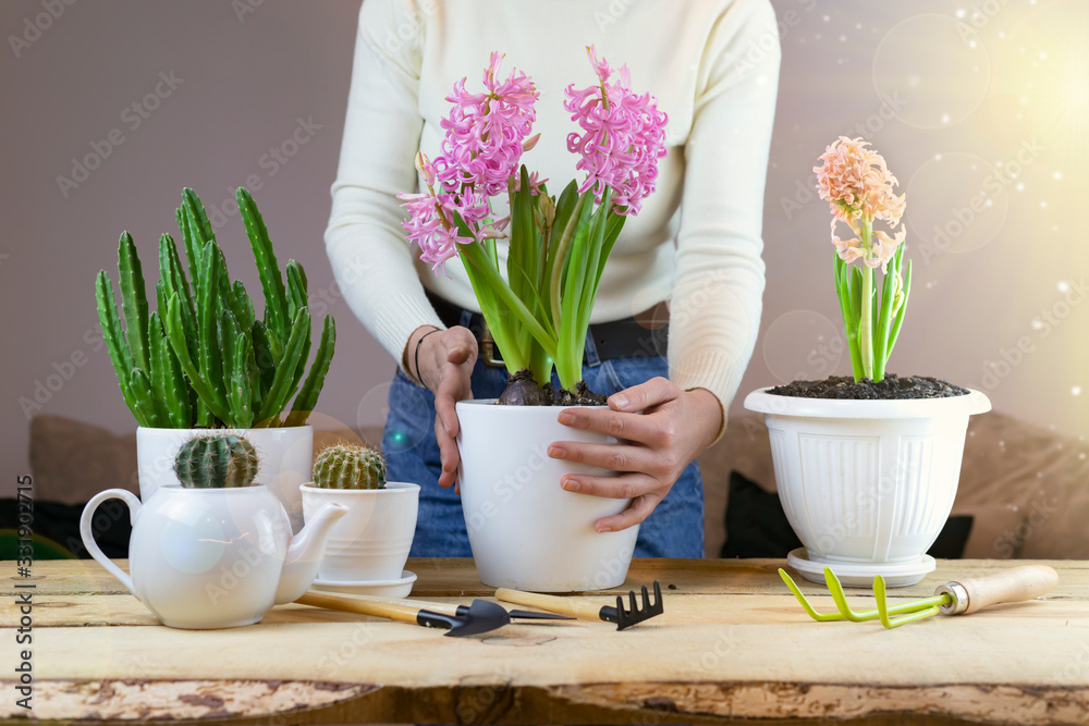 woman at home transplant succulents into a antique metal pot with garden tools on a white table. modern interior with many plants. floriculture