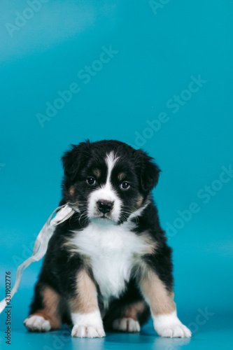 Australian shepherd puppy posing in the studio. Beautiful young aussie baby in blue background.	