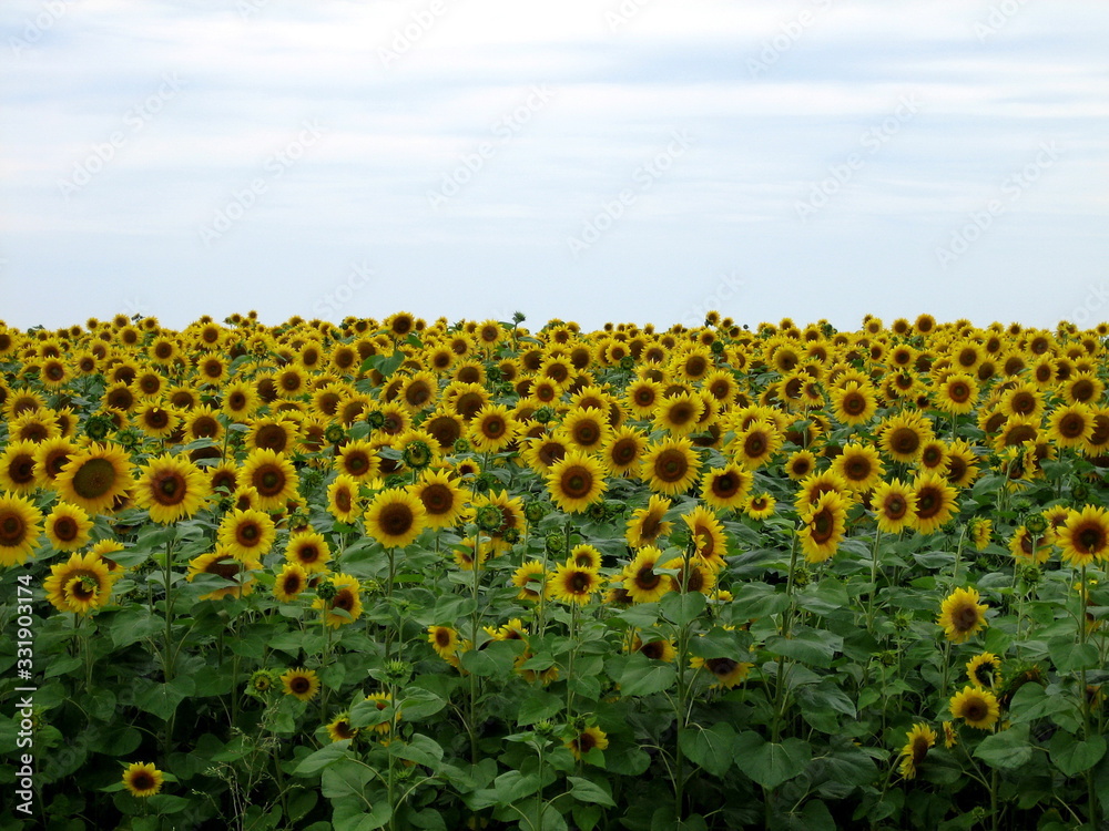 Obraz premium Agricultural field with ripe sunflowers under a blue sky with clouds.
