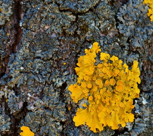 lichen on tree bark