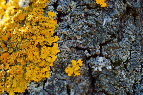 lichen on tree bark