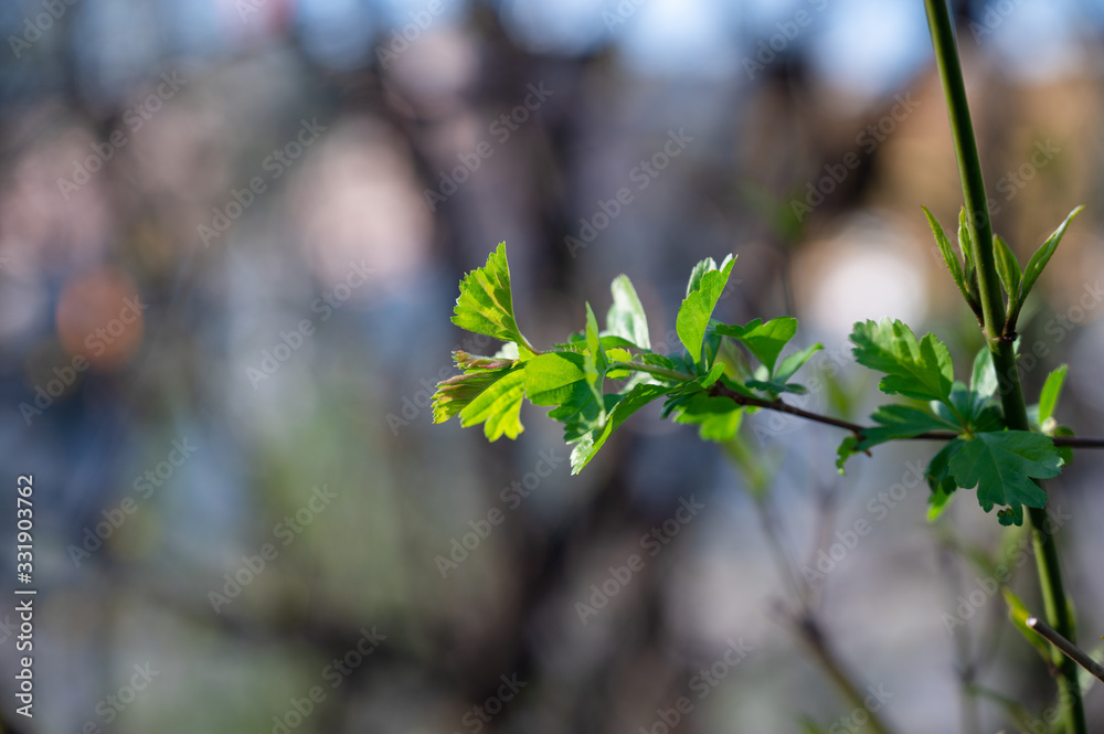 Grüne Pflanze im Frühling