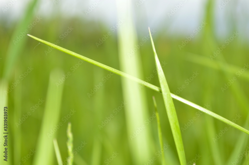 green grass green grass