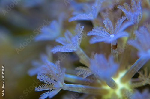 corals are very close photo