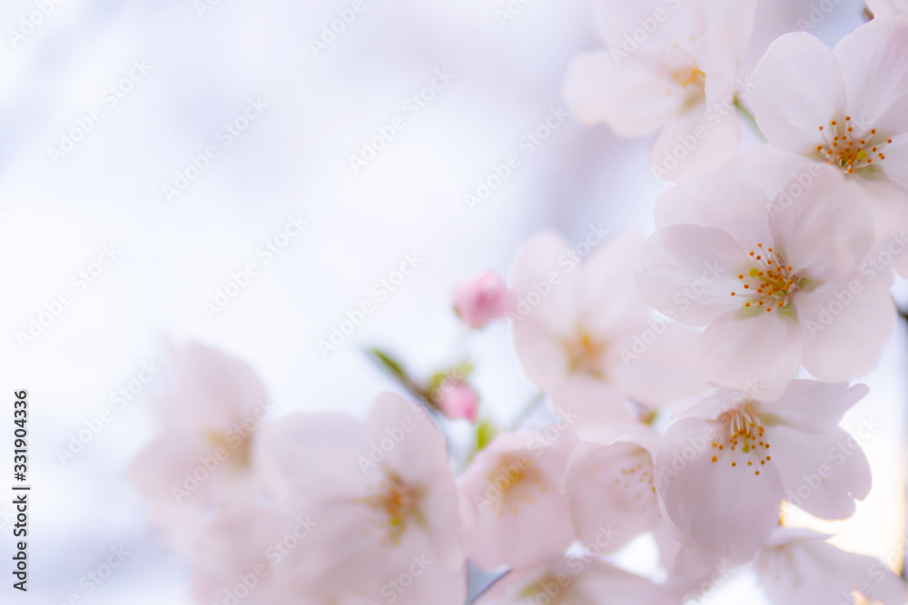 桜 桜