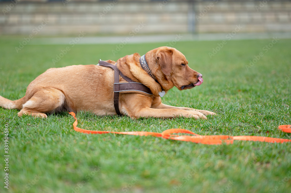 Fuchsroter Labrador Retriever Portrait Fuchsroter Labrador Retriever Portrait