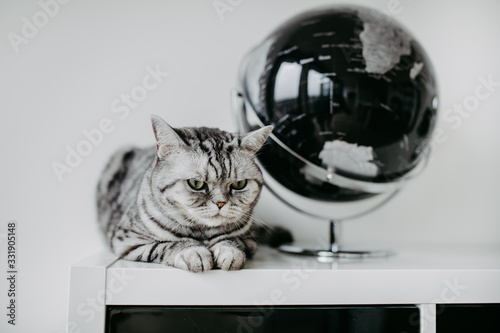 Süsse Britisch Kurzhaar Katze closeup indoor