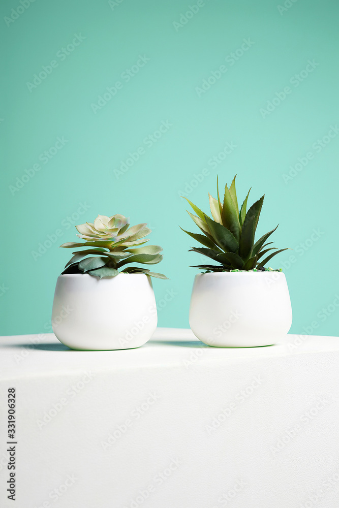 Couple of House Plant. abstract still life Couple of House Plant. abstract still life