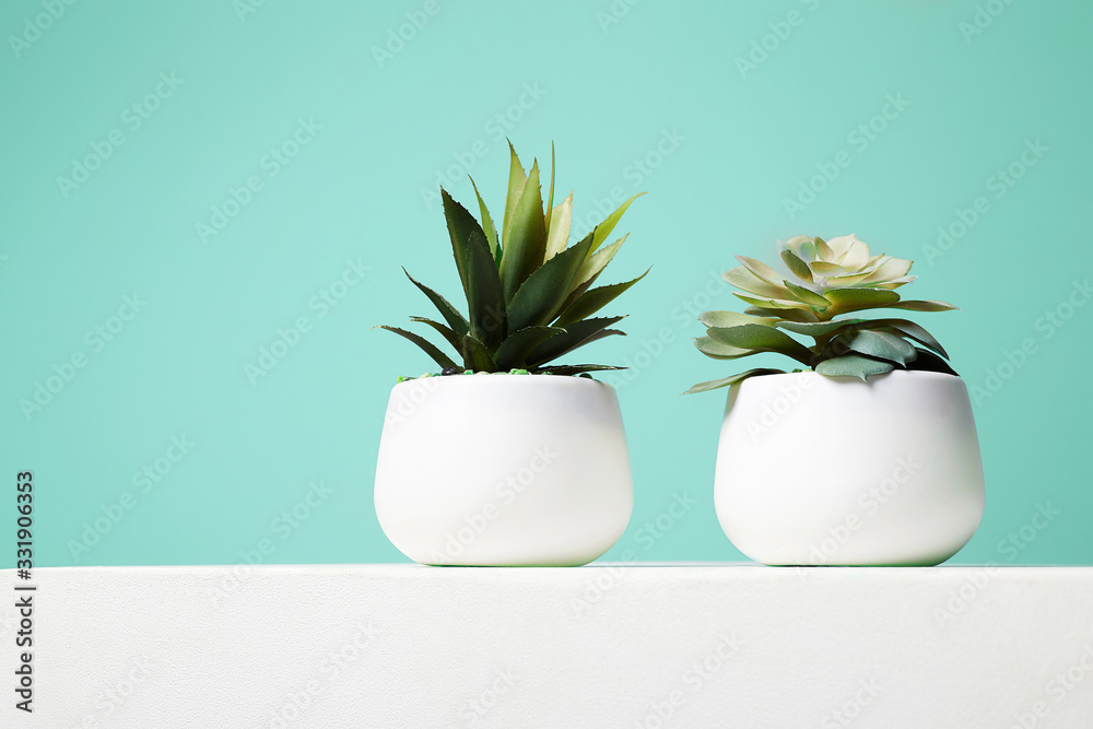 Couple of House Plant. abstract still life Couple of House Plant. abstract still life