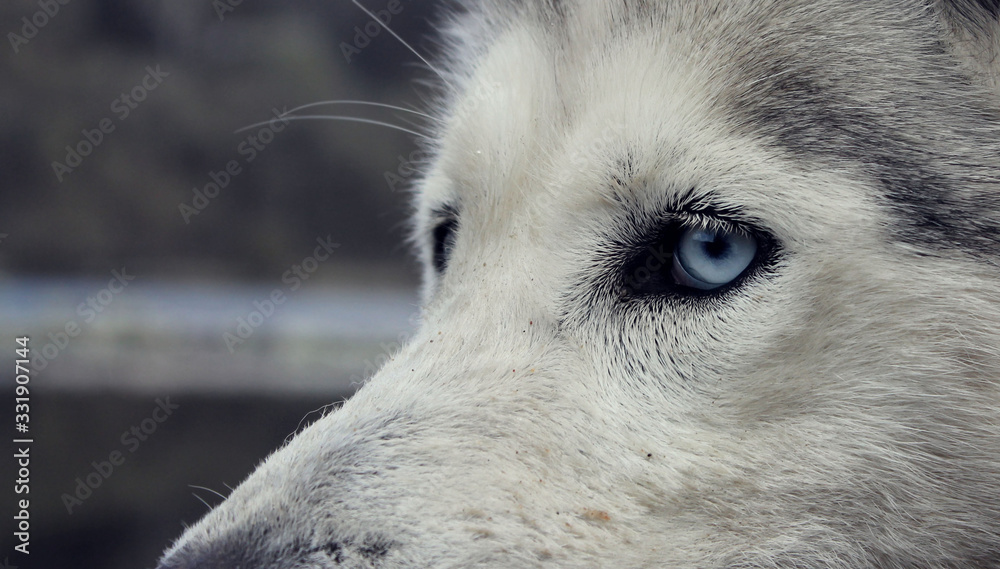 Siberian husky lie. Husky with blue eyes.