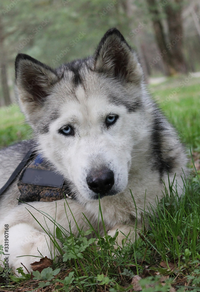 Siberian husky lie. Husky with blue eyes. Siberian husky lie. Husky with blue eyes.