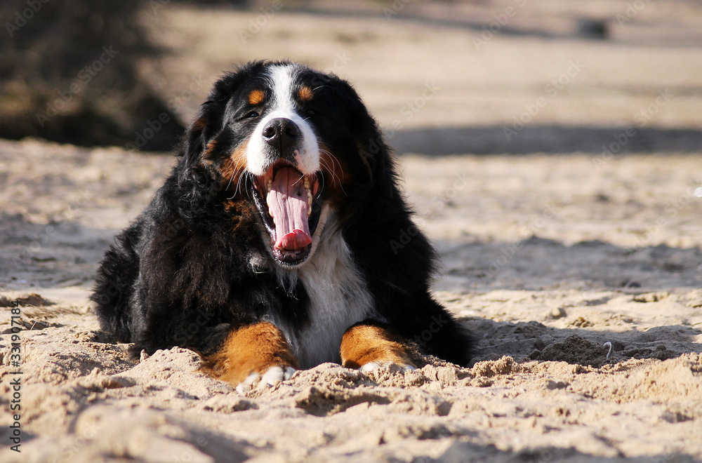 Bernese mountain dog male outside posing. 