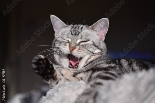 Wallpaper Mural 日光浴をしながらあくびをする猫 Torontodigital.ca