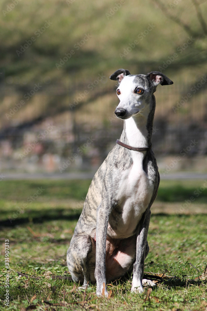 Vipet. Greyhound dog standing.