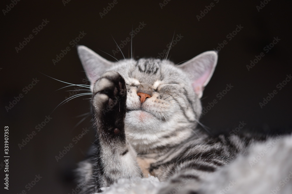 Obraz premium 日光浴をしながら顔を洗う猫