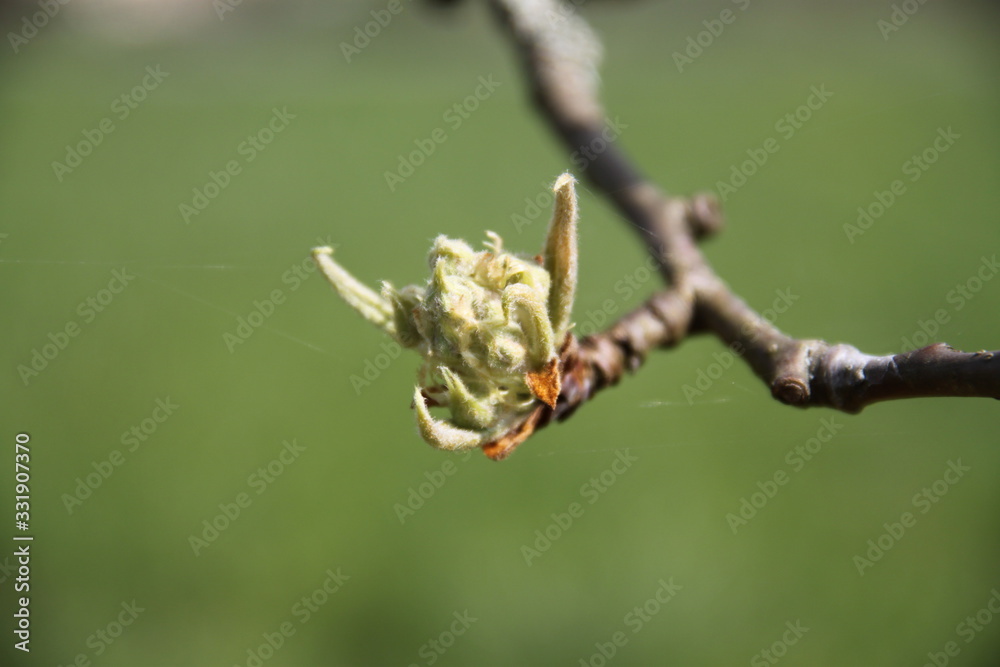 Early spring pear tree buds orchard Early spring pear tree buds orchard