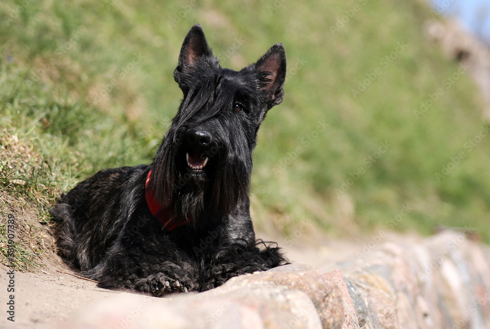 Scottish terrier dog standing. Scottish terrier dog standing.