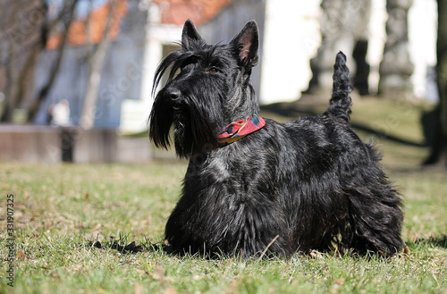 Fotografía Scottish terrier dog standing.