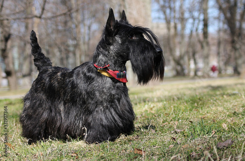 Fotografía Scottish terrier dog standing.