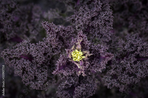 Red kale flowers in spring. Yellow flower and purple leaves with shallow depth of field, low key