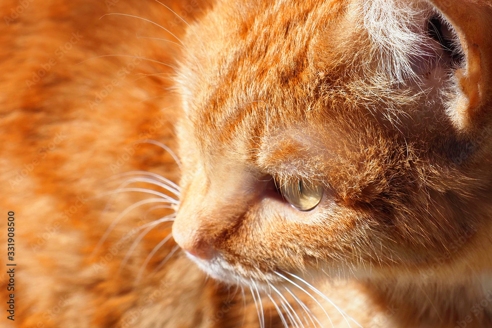 Portrait of sunny cat, sunlight