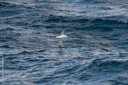 Royal Albatross flying in the Southern Ocean © David Katz