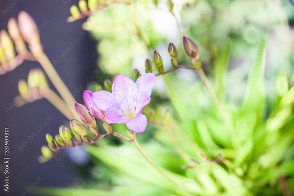 Obraz premium 紫のフリージア