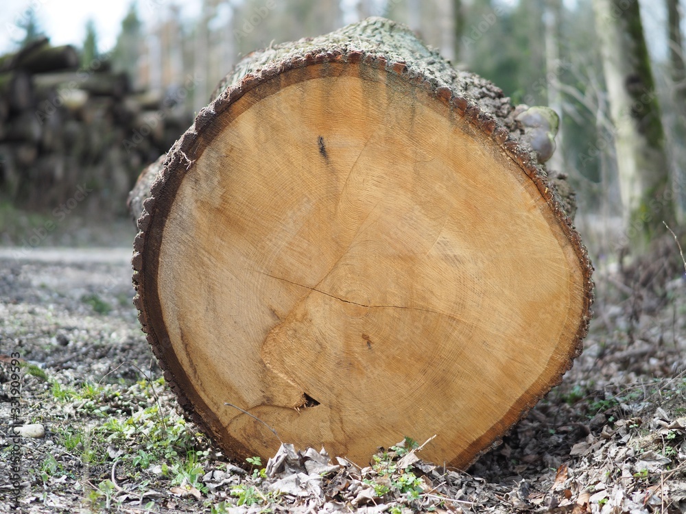 Kettensäge - großer Eschenbaum mit vielen Jahresringen Kettensäge - großer Eschenbaum mit vielen Jahresringen