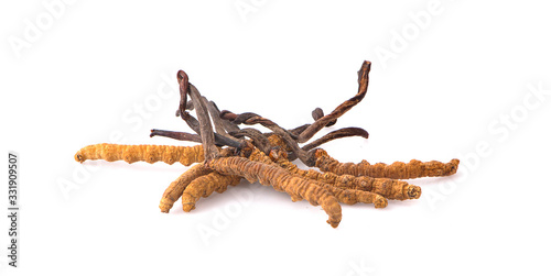 Ophiocordyceps sinensis (CHONG CAO, DONG CHONG XIA CAO) or mushroom cordyceps this is a herbs. photo